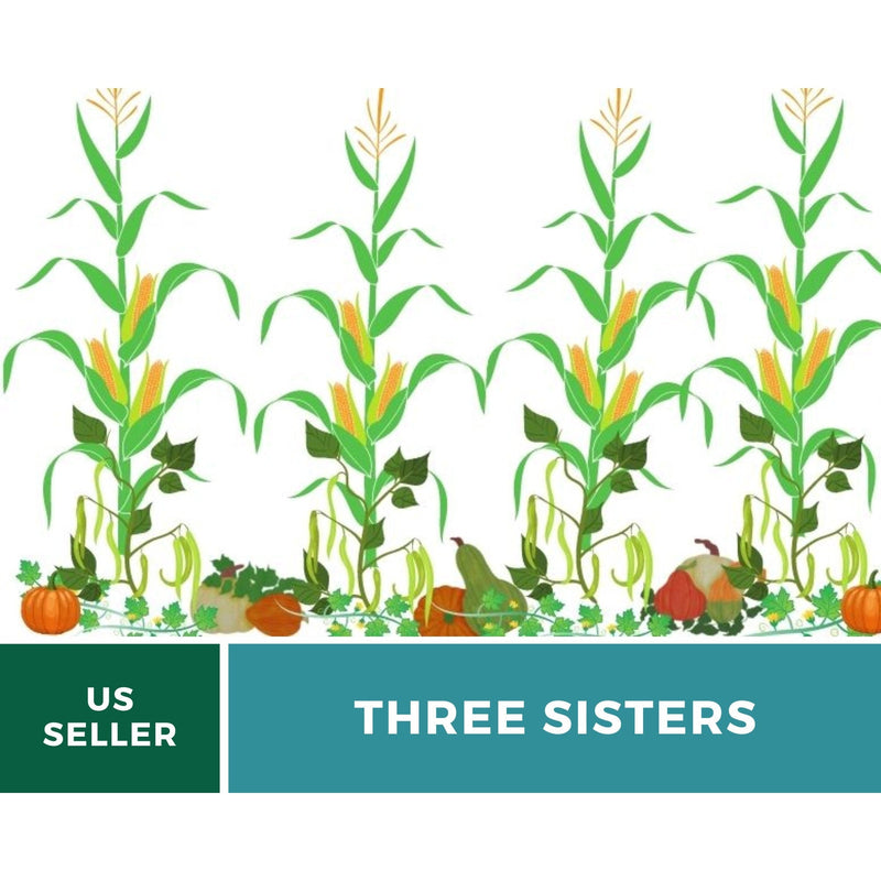 Load image into Gallery viewer, Three Sisters Seed Collection – Native American Farming – Corn, Bean, Squash
