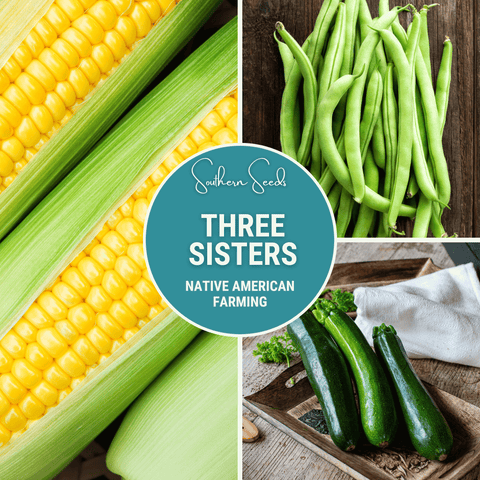 Three Sisters Seed Collection Native American Farming Corn Bean Squash