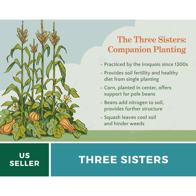 Load image into Gallery viewer, Three Sisters Seed Collection – Native American Farming – Corn, Bean, Squash

