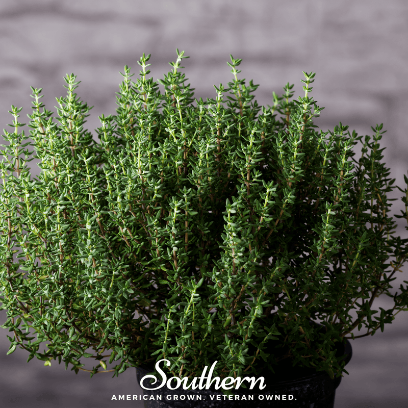 Load image into Gallery viewer, Common Thyme – 250 Seeds
