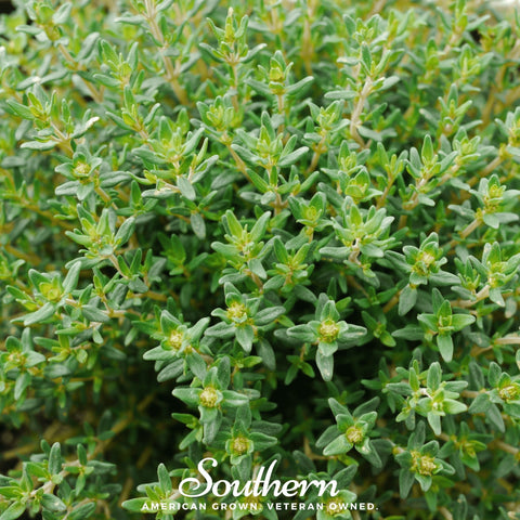 Common Thyme – 250 Seeds, additional product view 2