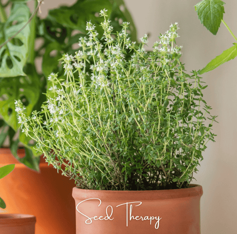 German Winter Thyme 200 Seeds