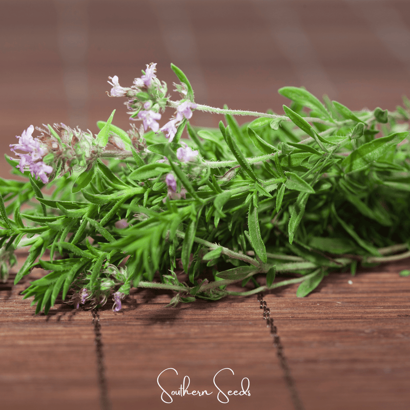 Load image into Gallery viewer, German Winter Thyme – 200 Seeds
