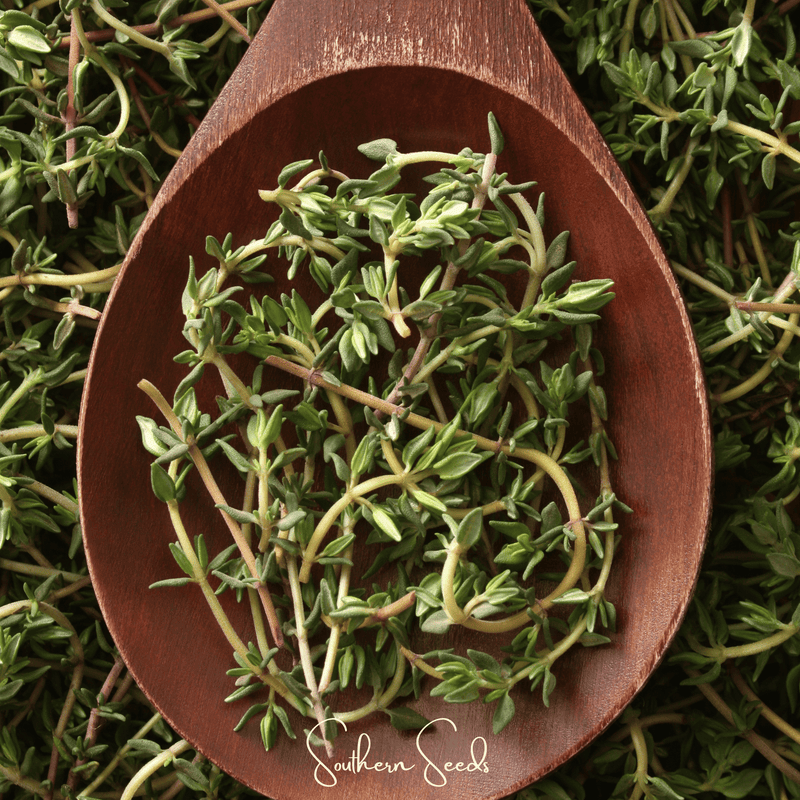 Load image into Gallery viewer, German Winter Thyme – 200 Seeds
