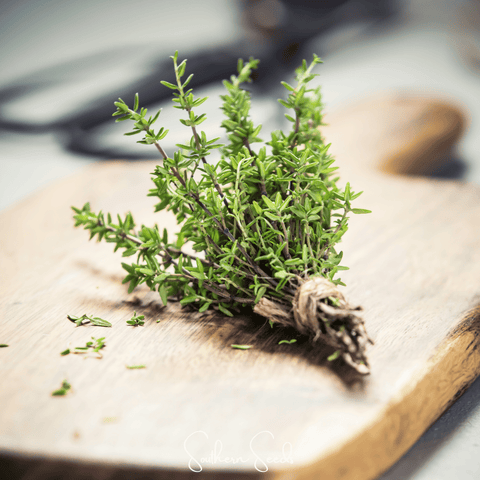 German Winter Thyme – 200 Seeds, additional product view 2