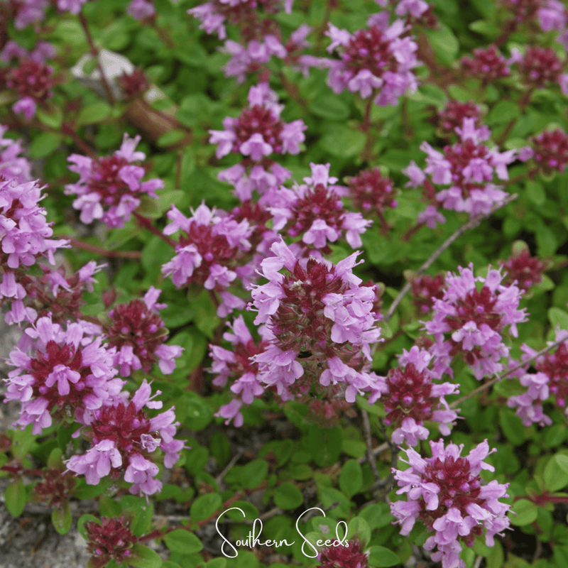Load image into Gallery viewer, Lemon Thyme – 250 Seeds
