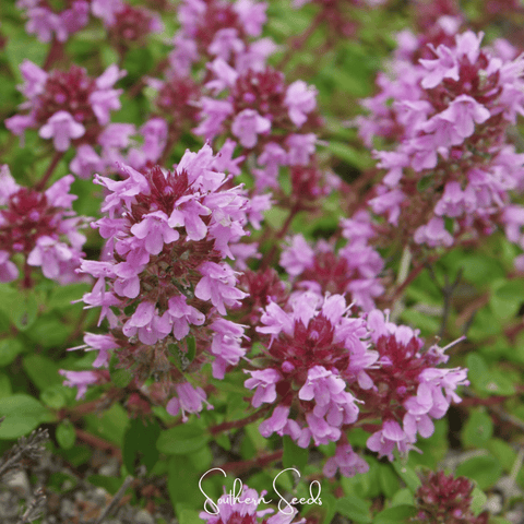Lemon Thyme – 250 Seeds, additional product view 2