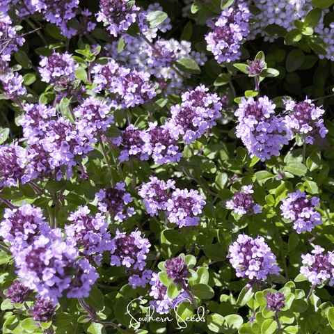 Lemon Thyme 250 Seeds