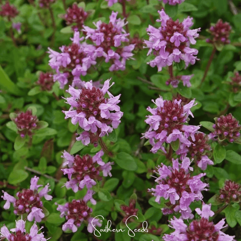 Load image into Gallery viewer, Lemon Thyme – 250 Seeds
