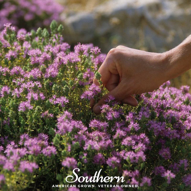 Load image into Gallery viewer, Wild Thyme – 250 Seeds
