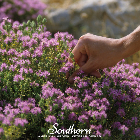 Wild Thyme – 250 Seeds, additional product view 2