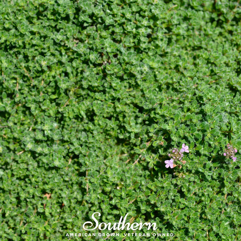 Load image into Gallery viewer, Wild Thyme – 250 Seeds

