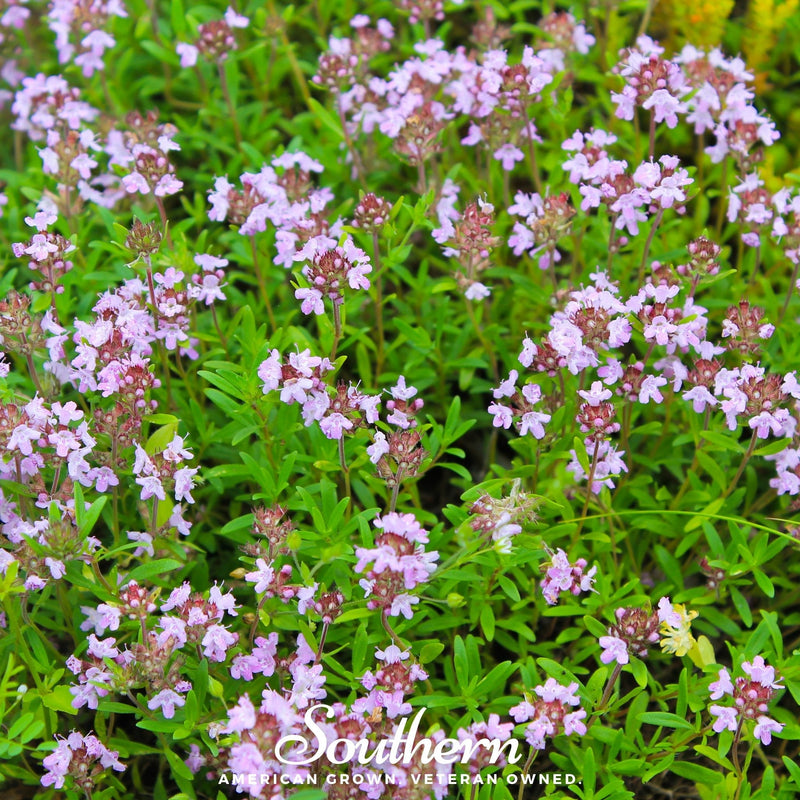 Load image into Gallery viewer, Wild Thyme – 250 Seeds
