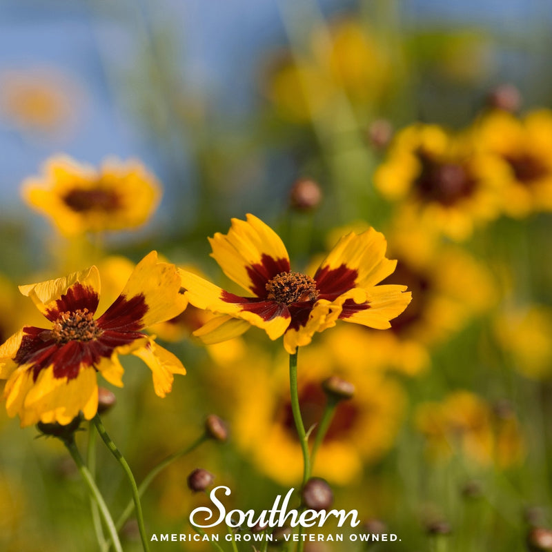 Load image into Gallery viewer, Golden Wave Tickseed – 100 Seeds
