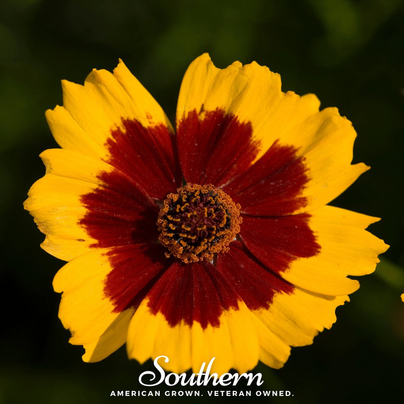 Load image into Gallery viewer, Golden Wave Tickseed – 100 Seeds

