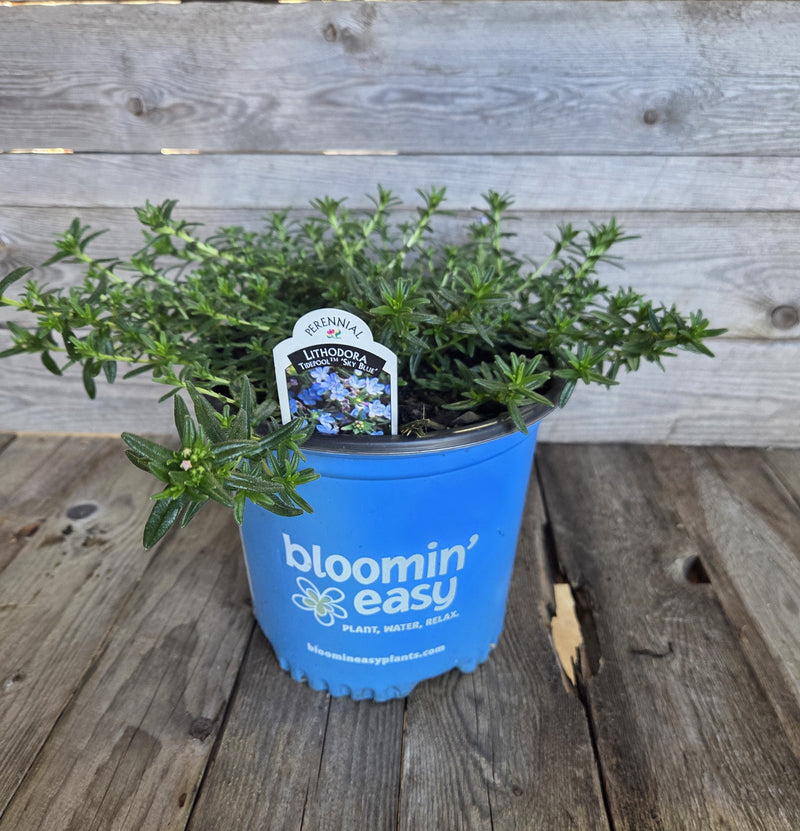 Load image into Gallery viewer, Tidepool™ 'Sky Blue' Lithodora - Premium Quart - Free Shipping
