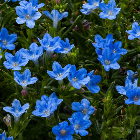 Tidepool Sky Blue Lithodora Premium Quart