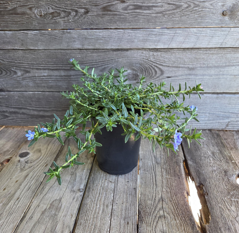 Load image into Gallery viewer, Tidepool™ 'Sky Blue' Lithodora - Premium Quart - Free Shipping
