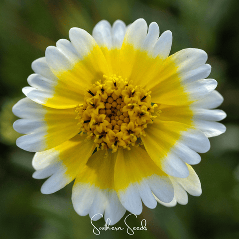Tidy Tips – 100 Seeds, additional product view 2