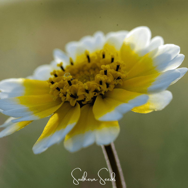 Load image into Gallery viewer, Tidy Tips – 100 Seeds
