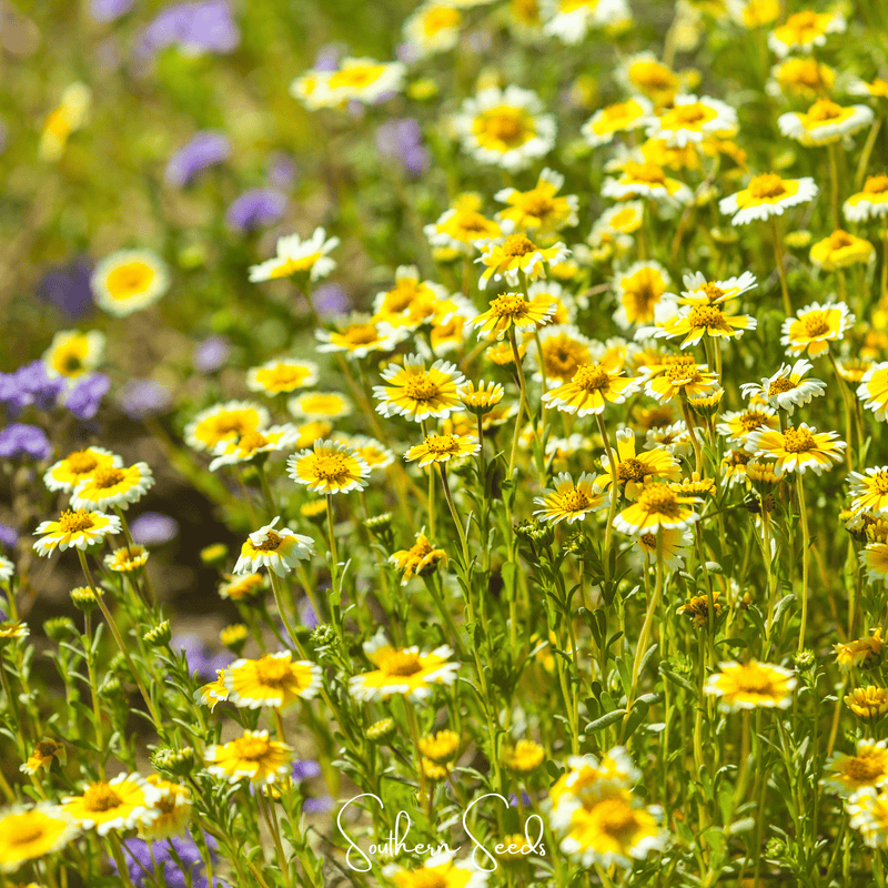 Load image into Gallery viewer, Tidy Tips – 100 Seeds
