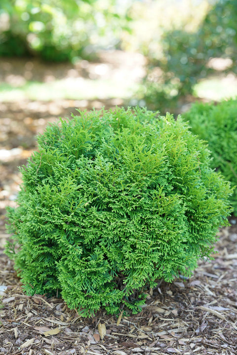 Tater Tot Thuja Occidentalis