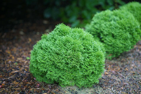 Tater Tot® Thuja occidentalis, additional product view 2