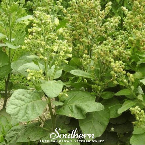 Hopi Tobacco seeds package, 100 count, GrowTime Garden Supply