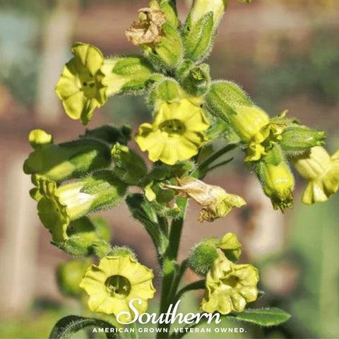 Hopi Tobacco – 100 Seeds, additional product view 2