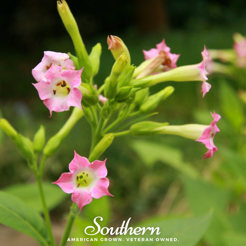 Load image into Gallery viewer, Virginia Gold Tobacco – 500 Seeds
