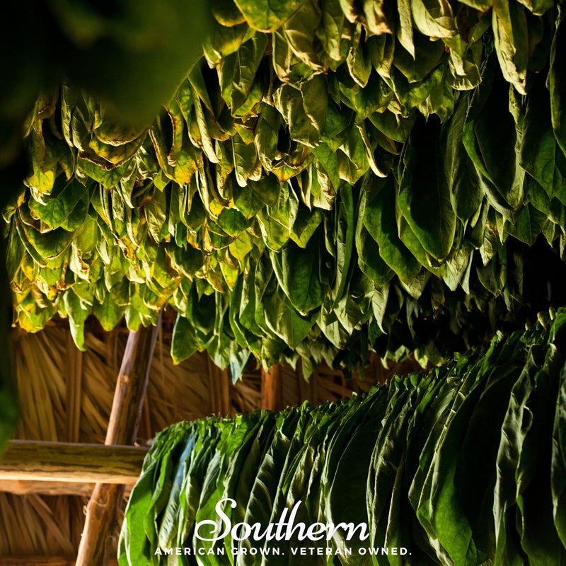 Load image into Gallery viewer, Virginia Gold Tobacco – 500 Seeds
