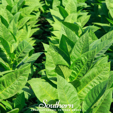 Virginia Gold Tobacco seeds package, 500 count, GrowTime Garden Supply