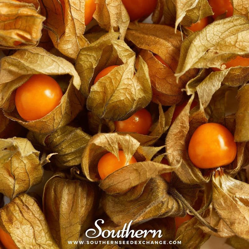 Load image into Gallery viewer, Husk Cherry Tomatillo – 20 Seeds
