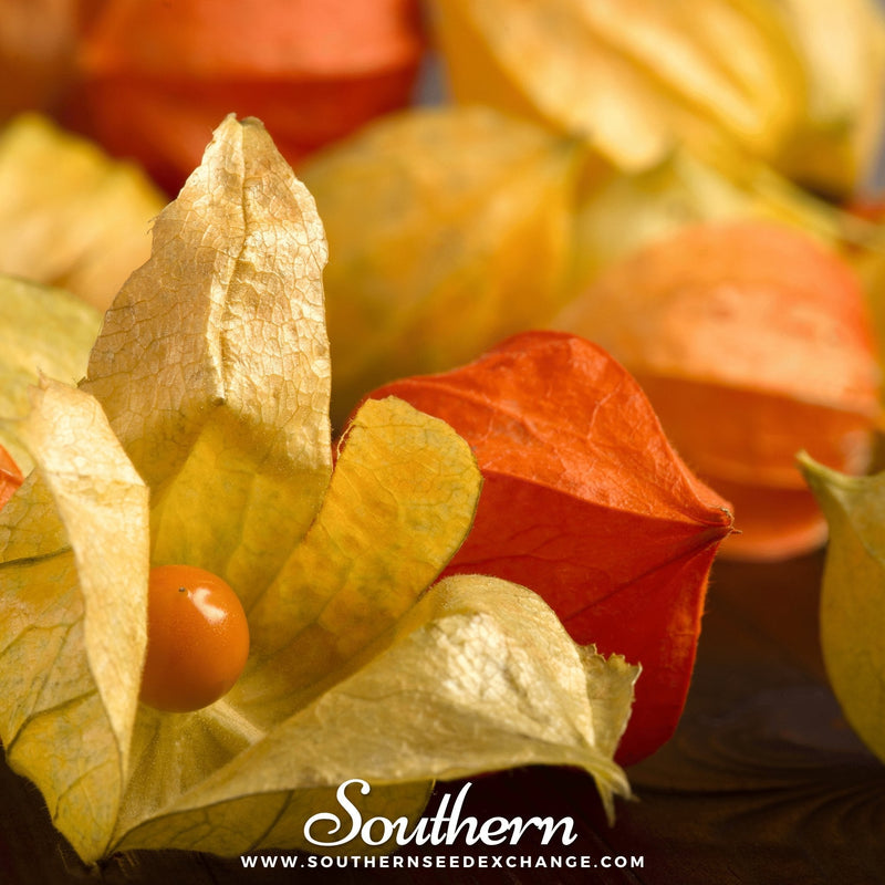 Load image into Gallery viewer, Husk Cherry Tomatillo – 20 Seeds

