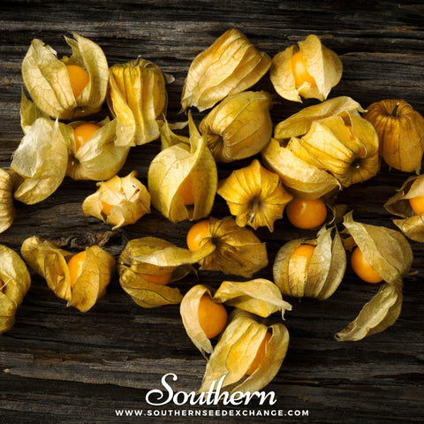 Husk Cherry Tomatillo seeds package, 20 count, GrowTime Garden Supply