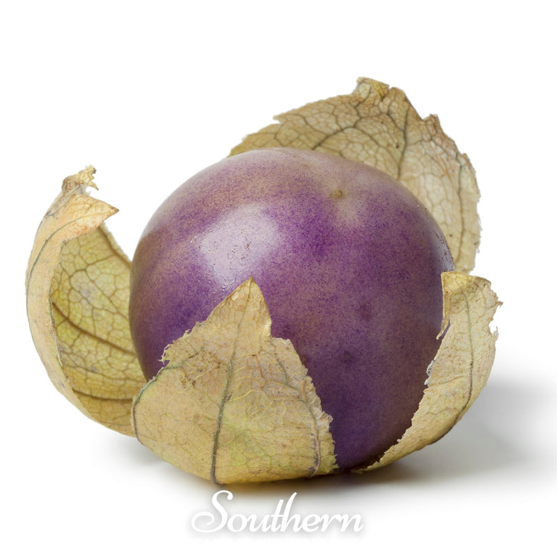 Load image into Gallery viewer, Purple Tomatillo – 30 Seeds
