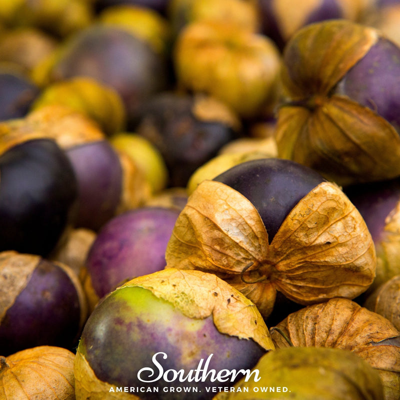 Load image into Gallery viewer, Purple Tomatillo – 30 Seeds
