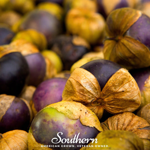 Purple Tomatillo 30 Seeds