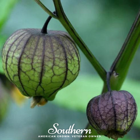 Purple Tomatillo – 30 Seeds, additional product view 2