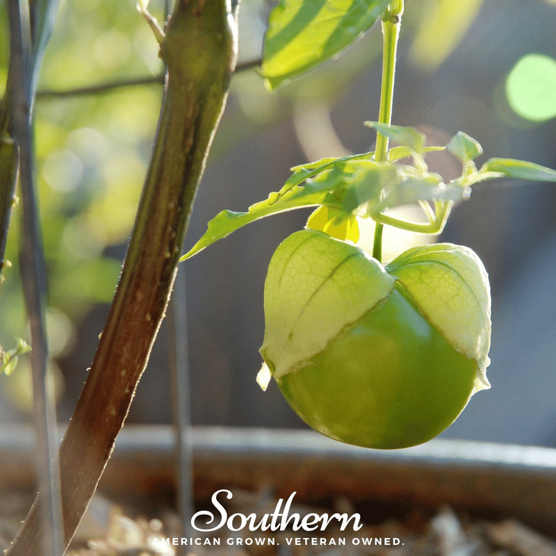 Load image into Gallery viewer, Verde Rio Grande Tomatillo – 50 Seeds
