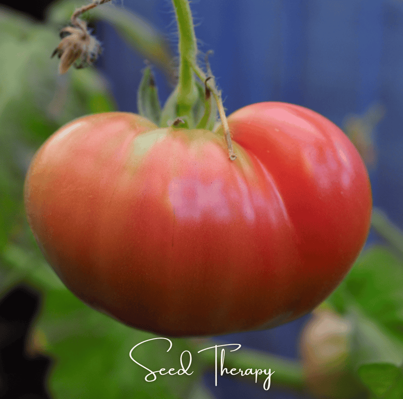 Load image into Gallery viewer, Beefsteak Tomato – 30 Seeds
