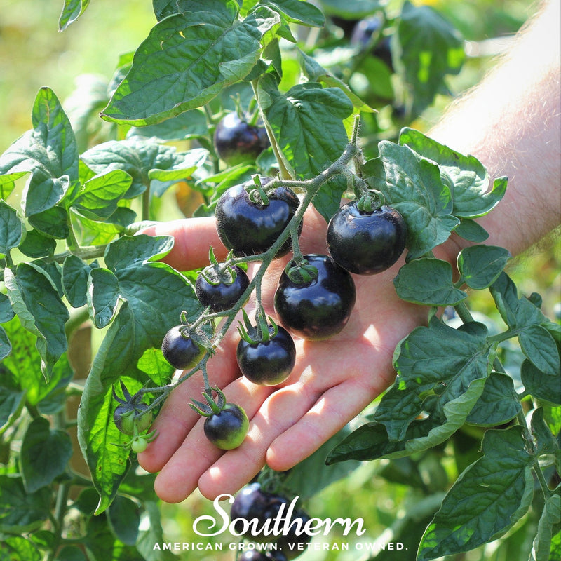 Load image into Gallery viewer, Black Cherry Tomato – 20 Seeds
