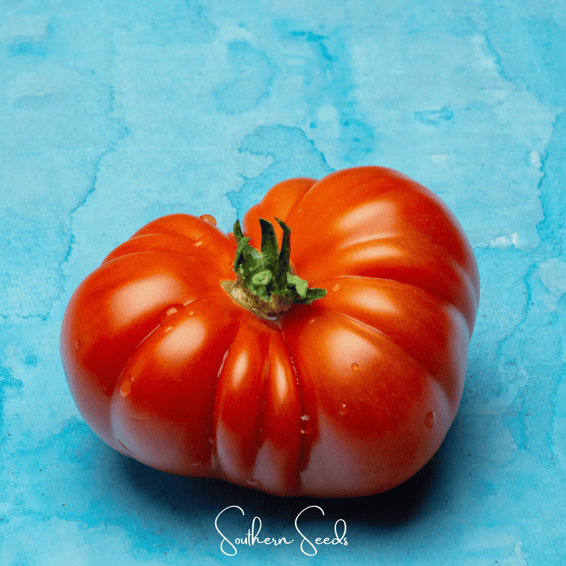 Load image into Gallery viewer, Red Brandywine Tomato –  50 Seeds
