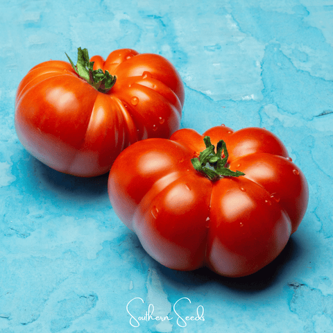 Red Brandywine Tomato 50 Seeds