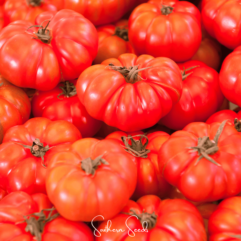 Load image into Gallery viewer, Red Brandywine Tomato –  50 Seeds
