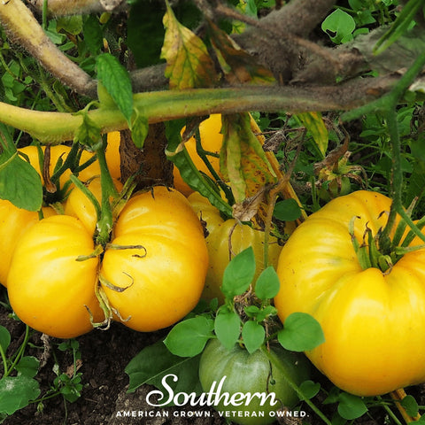 Yellow Brandywine Tomato – 50 Seeds, additional product view 2