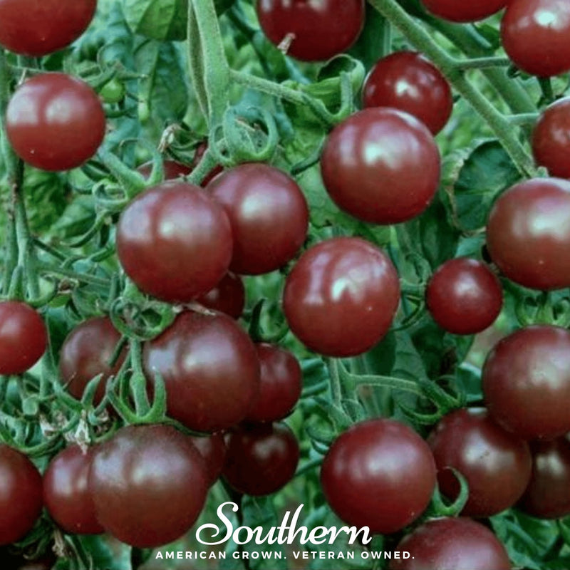 Load image into Gallery viewer, Chocolate Cherry Tomato – 25 Seeds
