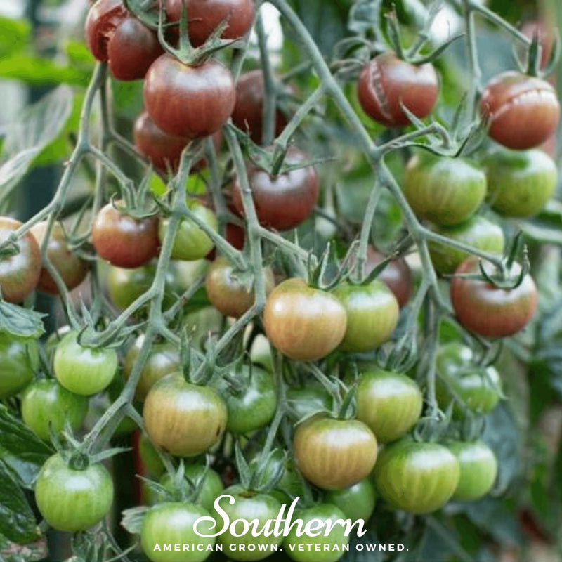 Load image into Gallery viewer, Chocolate Cherry Tomato – 25 Seeds
