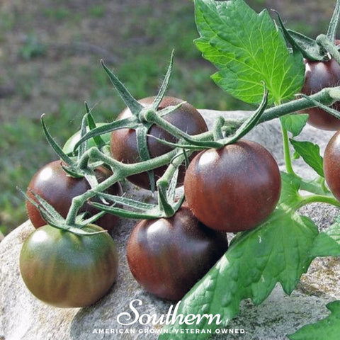 Chocolate Cherry Tomato 25 Seeds