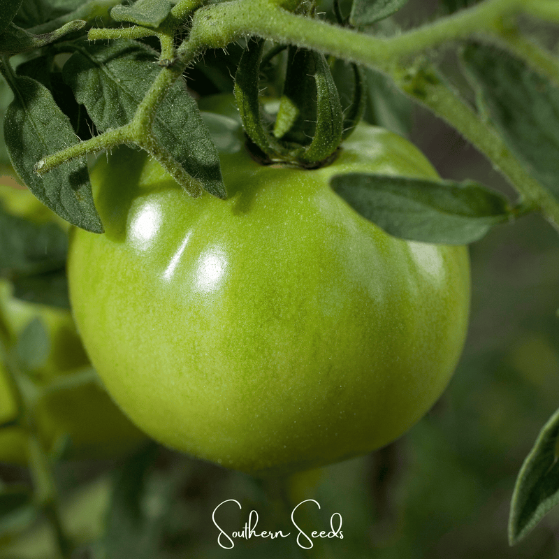 Load image into Gallery viewer, Evergreen Tomato – 50 Seeds
